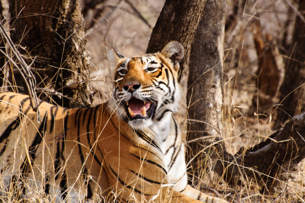 Wildlife Safari Adventures